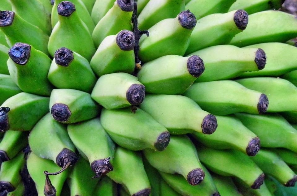 Unripe Bananas